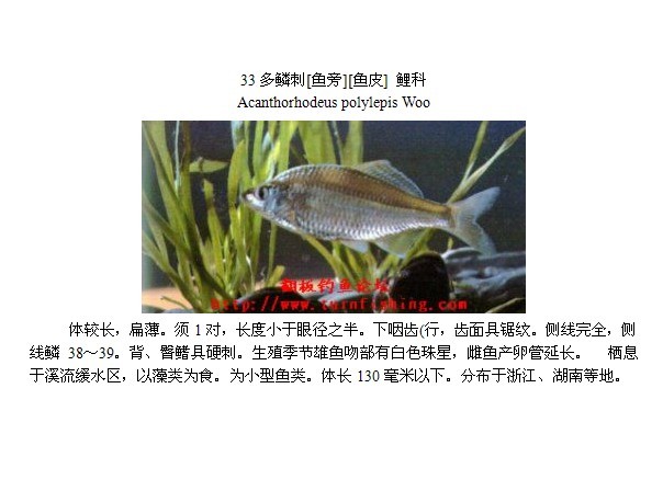 中国淡水鱼图谱(编辑中)