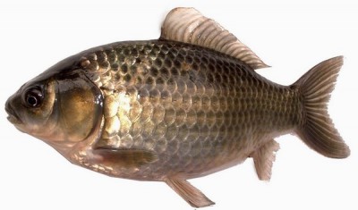 略谈长沙江河鱼类称呼和特性3翻板钓鱼论坛--
