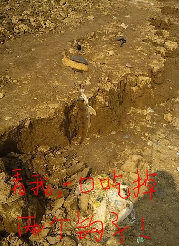 dvubb 图片点击可在新窗口打开查看