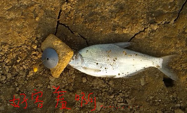 dvubb 图片点击可在新窗口打开查看